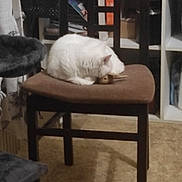 Nougat participe au concours pour gagner de l'argent avec cette photo : cat, white_cat, chair, indoor, furniture, shelf, pet, animal, resting, cushion, cozy, home, floor, wooden_chair, domestic_cat, sleeping_cat, fur, quiet, relaxing, household