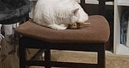 Nougat participe au concours pour gagner de l'argent avec cette photo : animal, cat, chair, cozy, cushion, domestic_cat, floor, fur, furniture, home, household, indoor, pet, quiet, relaxing, resting, shelf, sleeping_cat, white_cat, wooden_chair