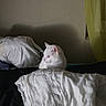 Nougat participe au concours pour gagner de l'argent avec cette photo : animal, bed, blanket, calm, cat, cozy, curtain, domestic, feline, indoor, pet, pillow, quiet, resting, rumpled_bedding, side_view, soft_light, wall, white_cat, yellow_curtain