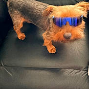 Peewee joined the competition — help win amazing prizes! dog, pet, sunglasses, black_leather_chair, indoor, fur, small_dog, animal, brown_fur, groomed, canine, cute, portrait, sitting, fashion, accessory, companion, domestic_animal, leisure, chair