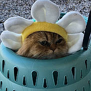 Guido Bball Luigi is registered to the contest to win money with this photo: cat, fluffy, pet_headband, daisy, animal, orange_cat, outdoor, basket, plastic, pet_accessory, face, fur, whiskers, tree, leaves, daylight, cute, expression, pet, container