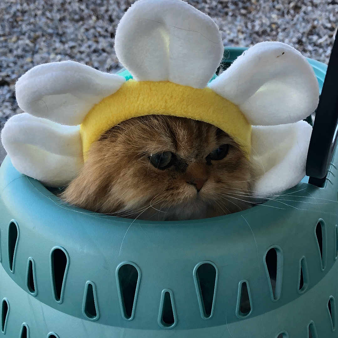 Guido Bball Luigi is registered to the contest to win money with this photo: animal, basket, cat, container, cute, daisy, daylight, expression, face, fluffy, fur, leaves, orange_cat, outdoor, pet, pet_accessory, pet_headband, plastic, tree, whiskers