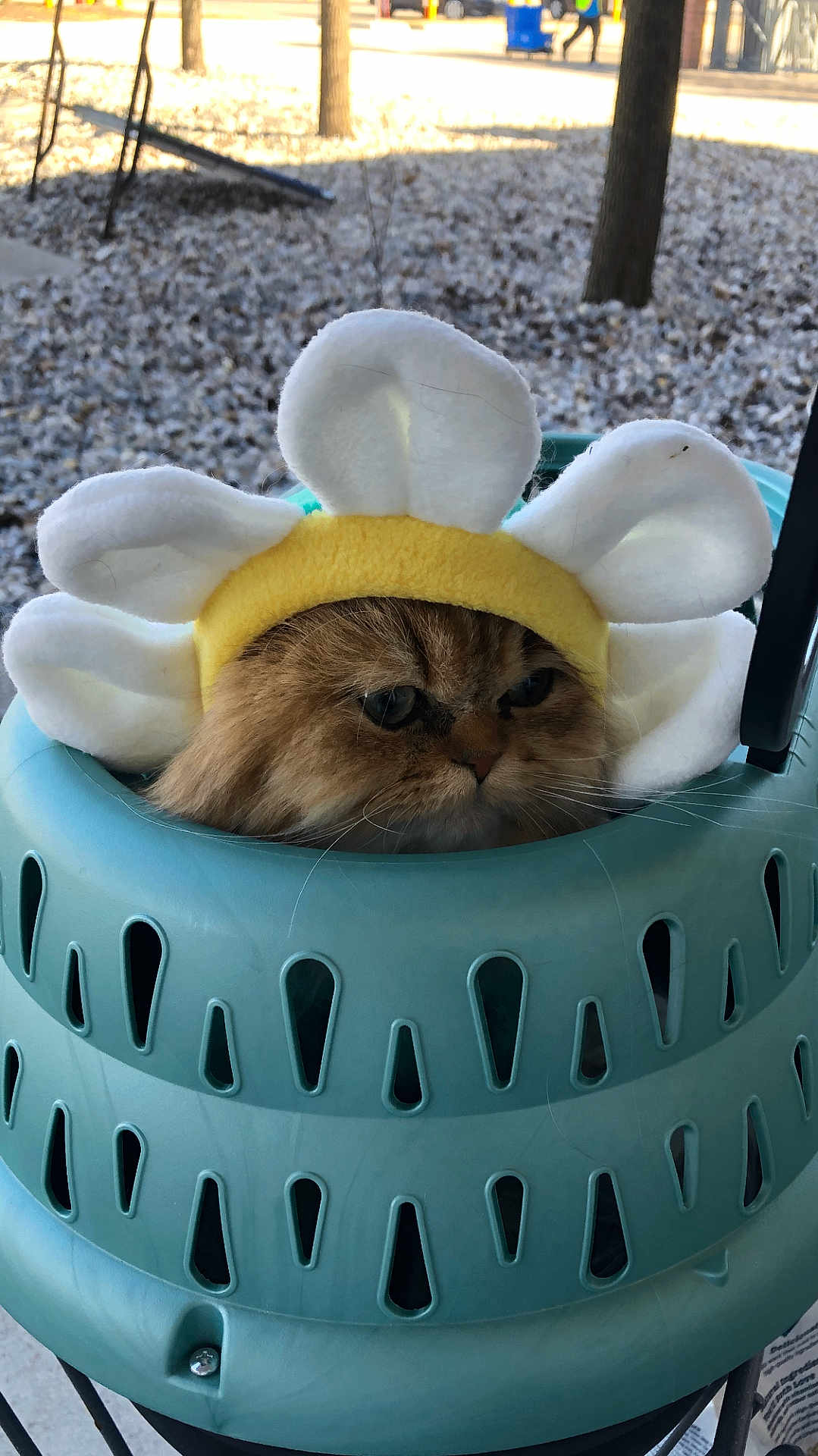 Guido Bball Luigi is registered to the contest to win money with this photo: cat, fluffy, pet_headband, daisy, animal, orange_cat, outdoor, basket, plastic, pet_accessory, face, fur, whiskers, tree, leaves, daylight, cute, expression, pet, container