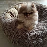 Brook-Lyne participe au concours pour gagner de l'argent avec cette photo : adorable, animal, brown, cozy, cream, cute, dog, floor, fluffy, fur, furball, indoor, pet, pet_bed, pomeranian, puppy, resting, small, soft, texture