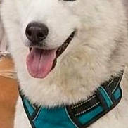 Fiona a rejoint le concours — aidez-le/la à gagner de superbes lots ! animal, blue_eyes, canine, close_up, companion, cute, dog, domestic_animal, friendly, furry, happy, harness, indoor, mammal, pet, pet_accessory, portrait, siberian_husky, tongue_out, white_dog