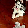 black_and_white, blue_eyes, collar, cute, dog, floppy_tongue, heart_tag, home, husky, indoor, paws, playful, portrait, puppy, siberian_husky, sitting, stuffed_animal, tile_floor, toy, wooden_floor