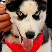 Bahia Bluey Beryl participe au concours pour gagner de l'argent avec cette photo : dog, husky, puppy, canine, pet, animal, portrait, close_up, blue_eyes, tongue, upright_ears, black_and_white, red_harness, fluffy, sitting, front_facing, indoors, person, hand, cute