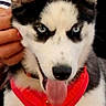 dog, husky, puppy, canine, pet, animal, portrait, close_up, blue_eyes, tongue, upright_ears, black_and_white, red_harness, fluffy, sitting, front_facing, indoors, person, hand, cute