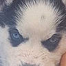 puppy, dog, husky, close_up, blue_eyes, fur, animal, pet, cute, face, black_and_white, young, outdoor, canine, portrait, nose, whiskers, fluffy, head, eyes