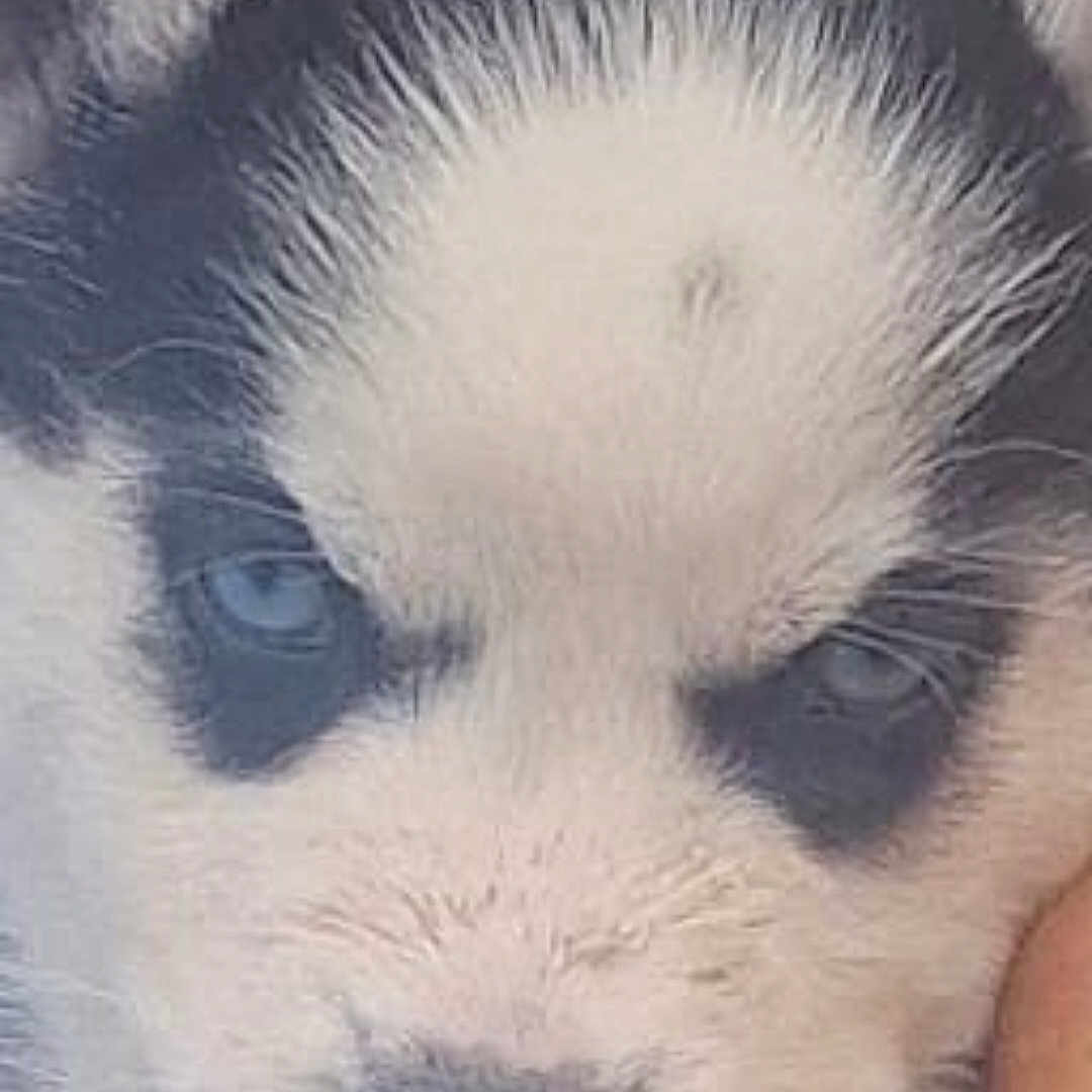 Bahia a rejoint le concours — aidez-le/la à gagner de superbes lots ! puppy, dog, husky, close_up, blue_eyes, fur, animal, pet, cute, face, black_and_white, young, outdoor, canine, portrait, nose, whiskers, fluffy, head, eyes