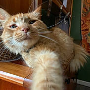 Bitty joined the competition — help win amazing prizes! cat, orange_cat, fluffy, paw, close_up, indoor, furniture, dresser, wood, curious, pet, whiskers, tail, cozy, tapestry, home, animal, mammal, domestic_cat, feline