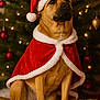 dog, christmas_tree, santa_hat, santa_cloak, holiday, festive, pet, canine, decorations, ornaments, lights, seasonal, fluffy_snow, brown_dog, portrait, indoor, celebration, cute, costume, animal