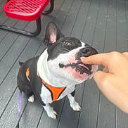 Buster Butt joined the competition — help win amazing prizes! dog, pet, black_and_white, orange_harness, playful, outdoor, deck, red_bench, wooden_floor, person_hand, finger, sitting, leash, curious, affectionate, close_up, nibble, animal, companion, friendly