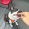 dog, pet, black_and_white, orange_harness, playful, outdoor, deck, red_bench, wooden_floor, person_hand, finger, sitting, leash, curious, affectionate, close_up, nibble, animal, companion, friendly