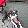Buster Butt joined the competition — help win amazing prizes! dog, black_and_white, tongue_out, pet, leash, deck, wood, outdoor, happy, playful, resting, bench, red, animal, canine, summer, sunlight, smiling, collar, tongue