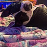 Buster Butt is registered to the contest to win money with this photo: dog, black_and_white, blanket, floral_pattern, indoor, wooden_dresser, gaming_chair, television, cozy, pet, curious, head_tilt, animal, lying_down, room, furniture, soft_lighting, relaxed, companion, domestic