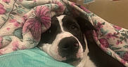 Buster Butt joined the competition — help win amazing prizes! dog, blanket, floral_pattern, snuggled, cozy, resting, indoor, turquoise, face, black_and_white, pet, cute, sleepy, bedroom, comfort, animal, warm_lighting, home, close_up, relaxed
