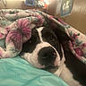 dog, blanket, floral_pattern, snuggled, cozy, resting, indoor, turquoise, face, black_and_white, pet, cute, sleepy, bedroom, comfort, animal, warm_lighting, home, close_up, relaxed