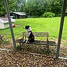 dog, bench, rocks, grass, trees, outdoor, yard, farm, fence, nature, greenery, canine, animal, pet, wooden_bench, daylight, peaceful, landscape, background, rural