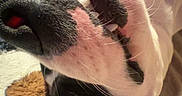 Buster Butt is registered to the contest to win money with this photo: animal, black_and_white, blanket, close_up, cozy, cute, dog, ears, fur, indoors, lying_down, nose, pet, playful, relaxed, smiling, snout, teeth, upside_down, whiskers