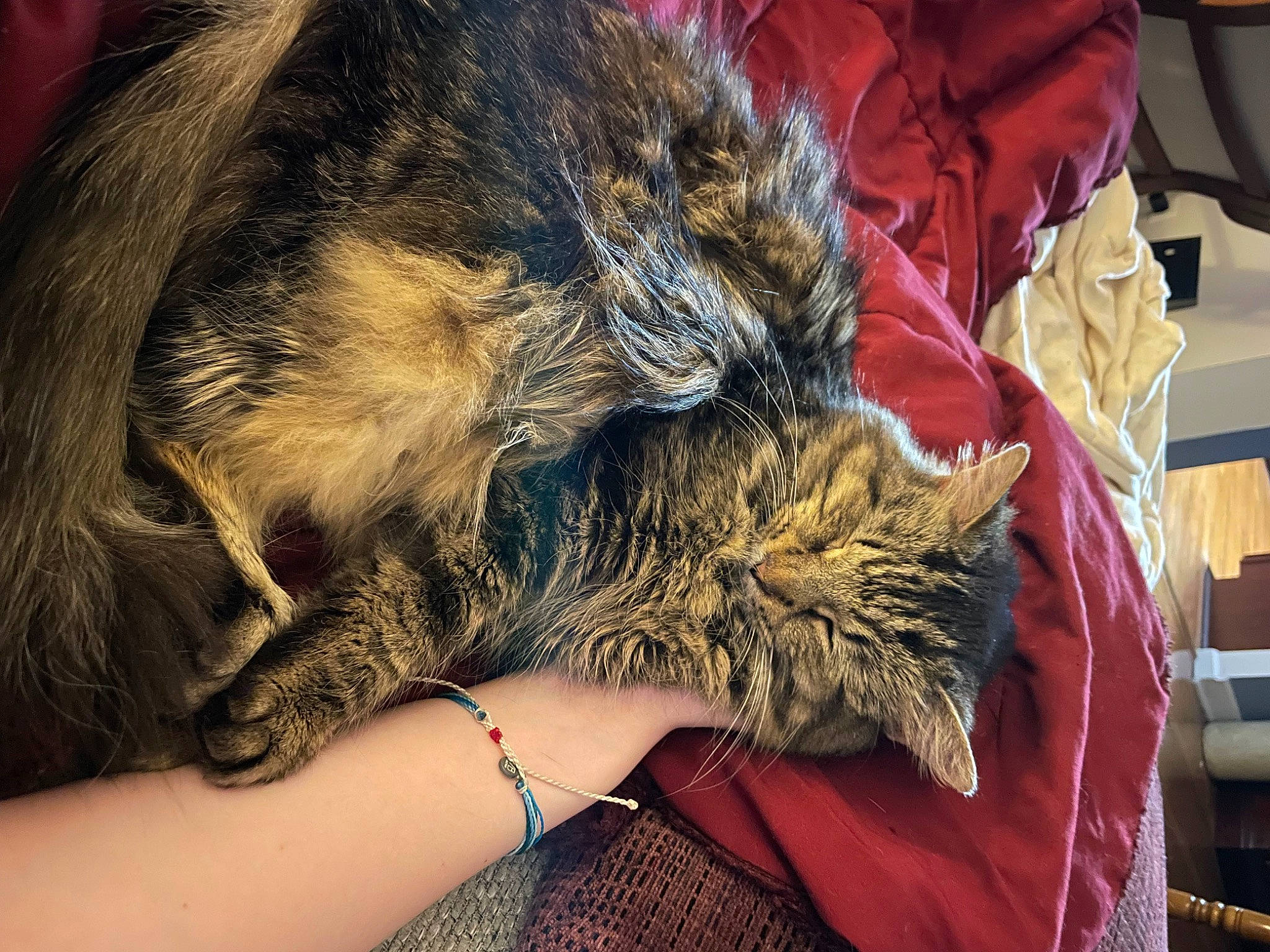 Lily is registered to the contest to win money with this photo: canidae, carnivore, cat, claw, comfort, domestic_short_haired_cat, felidae, flesh, fur, hug, human_leg, nail, nap, pattern, paw, sleep, small_to_medium_sized_cats, tail, terrestrial_animal, whiskers