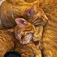 Marco Benny joined the competition — help win amazing prizes! cat, cats, ginger_cat, feline, sleeping, cuddle, snuggling, pet, animal, fur, whiskers, ears, paw, cozy, blanket, resting, domestic_cat, companion, cute, relaxed