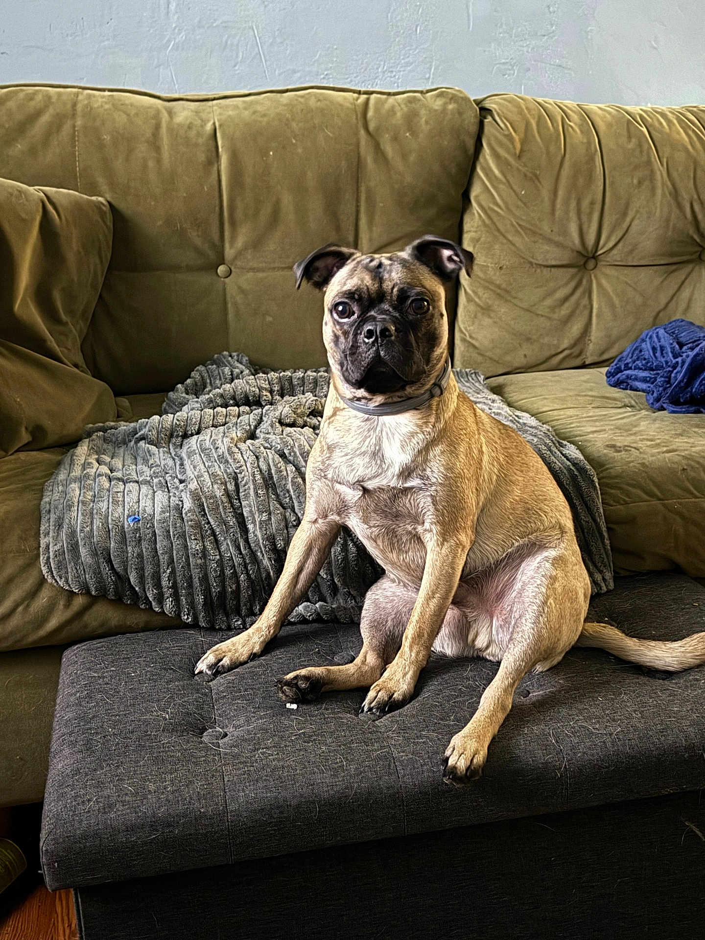 Baxter is registered to the contest to win money with this photo: dog, pet, sitting, couch, blanket, indoor, fur, ottoman, living_room, canine, brown, curious, relaxed, furniture, home, animal, portrait, companion, cute, alert