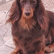 Tina a rejoint le concours — aidez-le/la à gagner de superbes lots ! dog, dachshund, long_hair, brown, pet, animal, canine, sitting, outdoor, stone_floor, fur, portrait, cute, calm, looking_at_camera, small_dog, ears, paw, nose, face