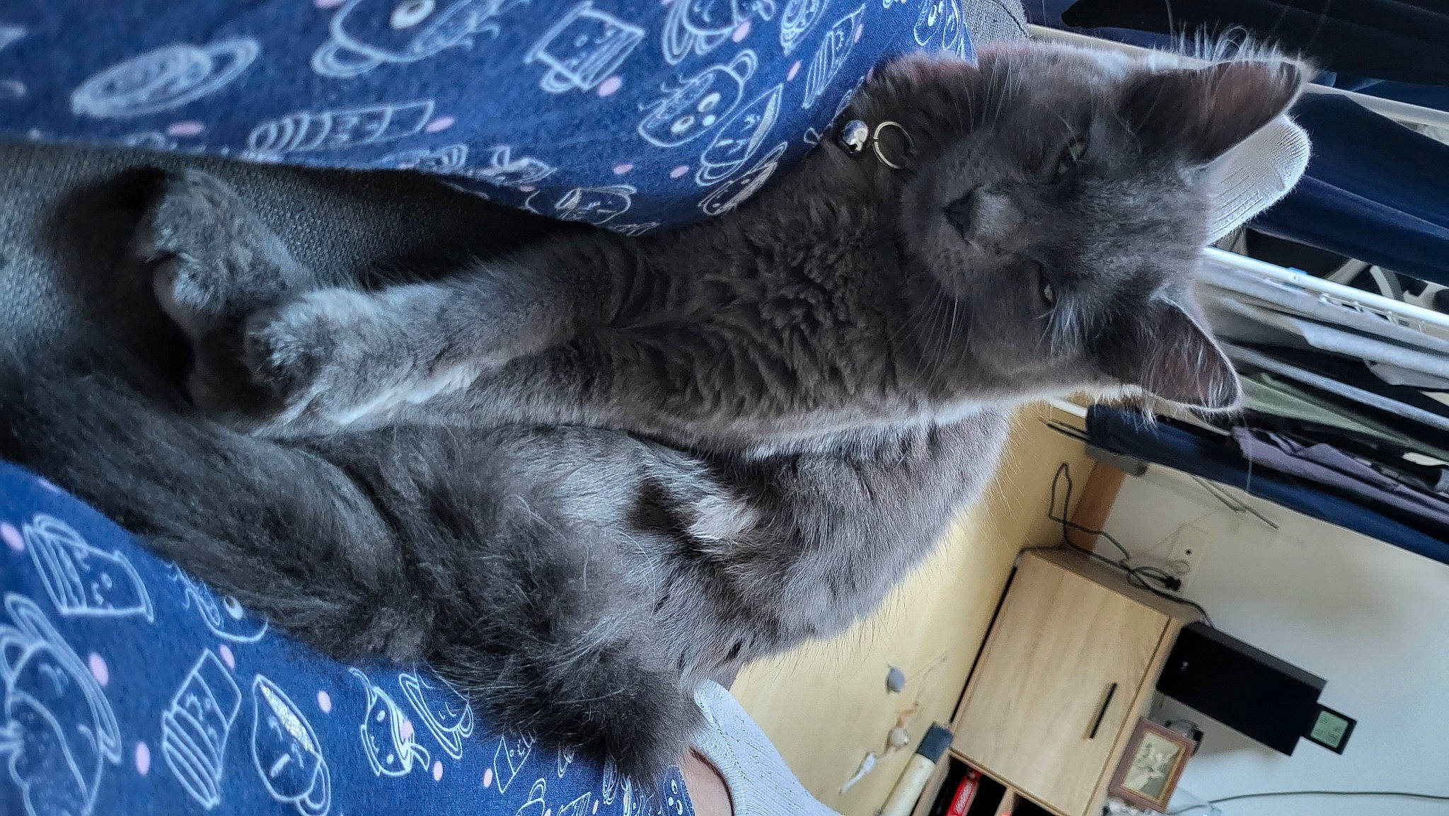 Chanelle a rejoint le concours — aidez-le/la à gagner de superbes lots ! carnivore, cat, claw, comfort, domestic_short_haired_cat, electric_blue, felidae, fur, grey, human_leg, mammal, nap, russian_blue, small_to_medium_sized_cats, tail, whiskers