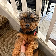 Niko joined the competition — help win amazing prizes! dog, small_dog, pet, brown_fur, black_fur, stairs, carpet, hand, human_hand, collar, dog_tag, baluster, railing, home_interior, rug, chair, table, looking_at_camera, portrait, cute