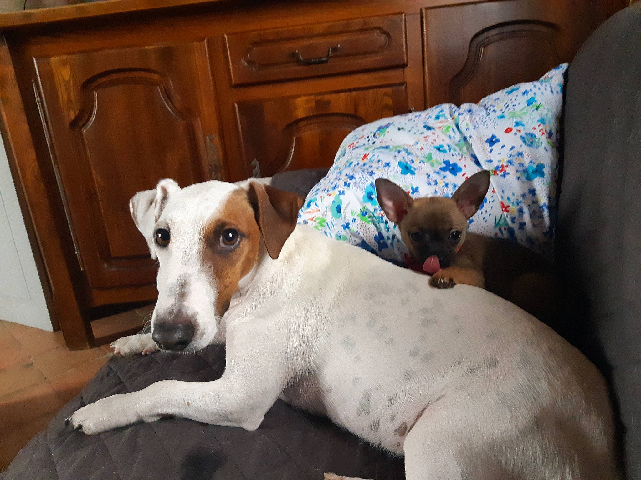 Oscar Et Rafi a rejoint le concours — aidez-le/la à gagner de superbes lots ! cabinetry, canidae, carnivore, collar, comfort, companion_dog, couch, dog, dog_breed, dog_supply, drawer, fawn, hardwood, sighthound, snout, sporting_group, terrier, whiskers, wood, working_animal