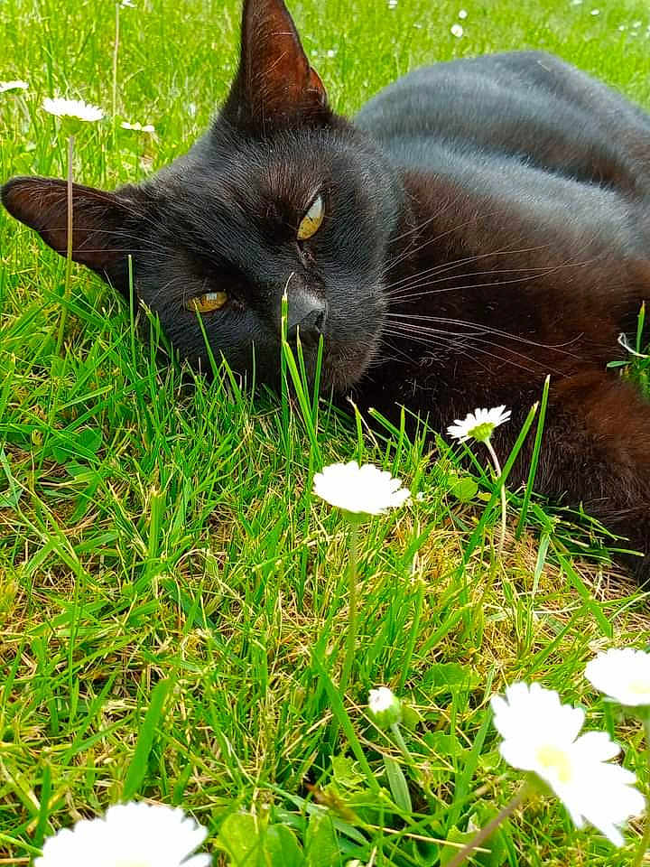 Hermès participe au concours pour gagner de l'argent avec cette photo : black_cat, cat, grass, daisies, flowers, outdoor, nature, relaxation, pet, animal, close_up, greenery, sunlight, whiskers, laying_down, yellow_eyes, flora, summer, peaceful, garden