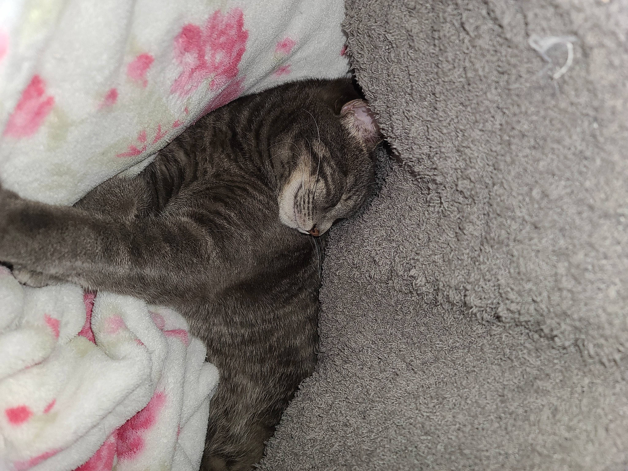 Griffin joined the competition — help win amazing prizes! carnivore, cat, comfort, felidae, fur, grey, nap, pink, small_to_medium_sized_cats, tail, tongue