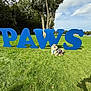 Vitelli is registered to the contest to win money with this photo: dog, grass, blue_letters, outdoor, park, tree, sunny, cloudy_sky, pet, animal, greenery, happy, sitting, daytime, nature, canine, fur, leisure, shadow, car