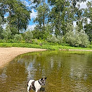 Milo a rejoint le concours — aidez-le/la à gagner de superbes lots ! dog, water, lake, trees, sky, clouds, sand, nature, outdoor, reflection, greenery, shallow_water, calm, summer, leash, pet, canine, forest, wildlife, daytime