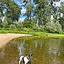 dog, water, lake, trees, sky, clouds, sand, nature, outdoor, reflection, greenery, shallow_water, calm, summer, leash, pet, canine, forest, wildlife, daytime