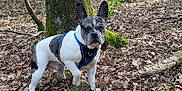 Milo a rejoint le concours — aidez-le/la à gagner de superbes lots ! dog, french_bulldog, forest, tree, leaves, moss, harness, outdoor, animal, pet, nature, walking, brown, white, canine, ground, bark, trunk, curious, daytime