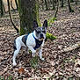 dog, french_bulldog, forest, tree, leaves, moss, harness, outdoor, animal, pet, nature, walking, brown, white, canine, ground, bark, trunk, curious, daytime