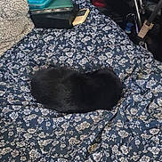 Oreo is registered to the contest to win money with this photo: cat, black_cat, blanket, floral_pattern, sleeping, nap, indoor, bed, cozy, phone, container, fabric, rest, pet, animal, domestic, furry, comfort, quiet, relaxation