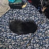 cat, black_cat, blanket, floral_pattern, sleeping, nap, indoor, bed, cozy, phone, container, fabric, rest, pet, animal, domestic, furry, comfort, quiet, relaxation