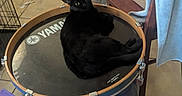 Oreo joined the competition — help win amazing prizes! black_cat, cat, drum, yamaha, indoor, tile_floor, cardboard_box, chair, towel, toy_cart, purple_roof, table, pet, feline, curious, relaxed, household, clutter, floor, animal