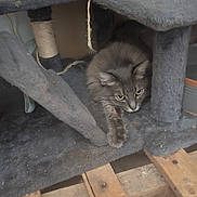 Ginger joined the competition — help win amazing prizes! cat, gray_cat, cat_tree, sisal_rope, wooden_floor, pet, animal, feline, stretching, indoor, curious, fluffy, paw, resting, scratching_post, home, cozy, fur, looking, sitting