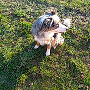 Sya a rejoint le concours — aidez-le/la à gagner de superbes lots ! dog, grass, outdoor, pet, animal, canine, fur, white, gray, brown, sitting, sunlight, nature, paw, snout, ear, tail, shoe, ground, daylight