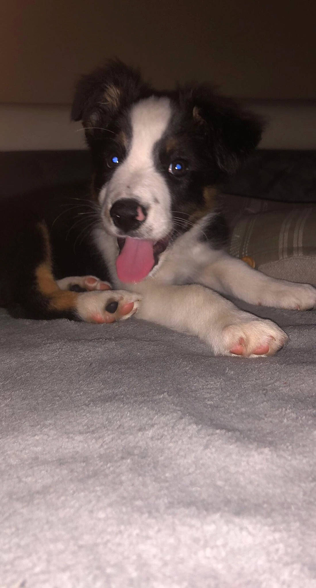 Simba a rejoint le concours — aidez-le/la à gagner de superbes lots ! bored, canidae, carnivore, companion_dog, dog, dog_breed, flooring, fur, non_sporting_group, paw, puppy, snout, terrestrial_animal, whiskers, working_animal, working_dog