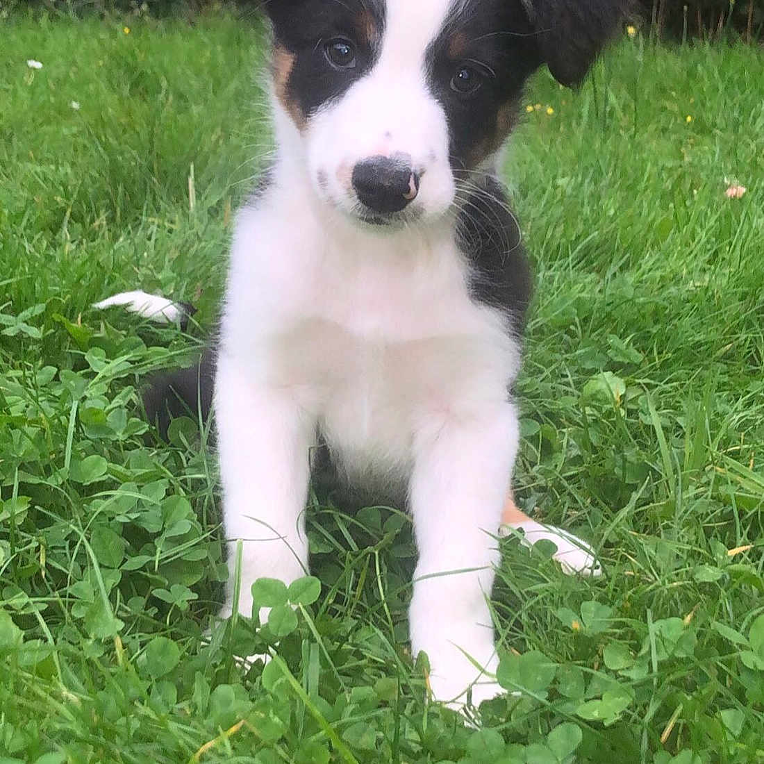 Simba