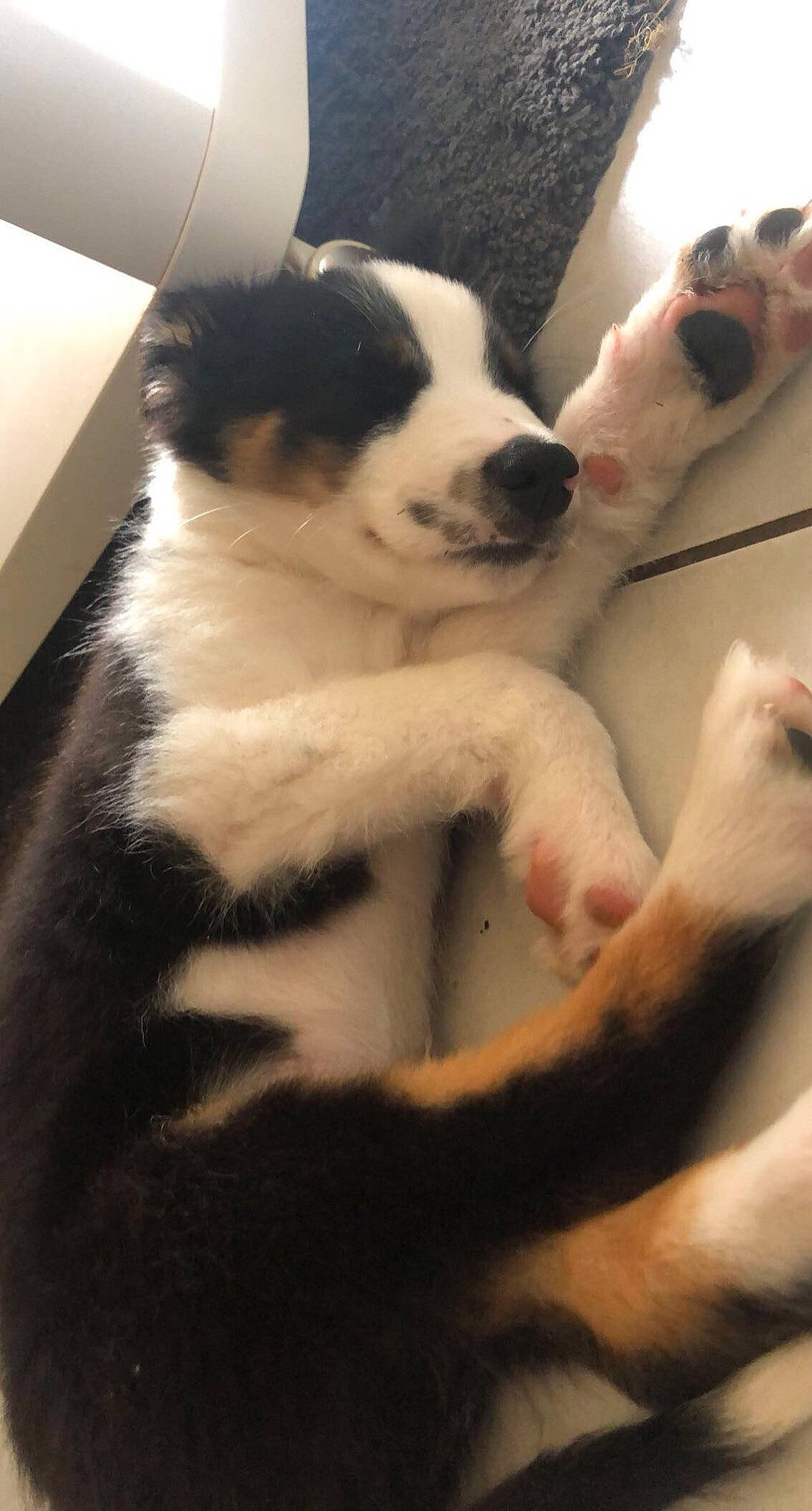 Simba a rejoint le concours — aidez-le/la à gagner de superbes lots ! border_collie, bucovina_shepherd_dog, canidae, carnivore, claw, comfort, companion_dog, dog, dog_breed, foot, fur, herding_dog, landseer, mammal, paw, small_to_medium_sized_cats, terrestrial_animal, whiskers, working_animal, working_dog