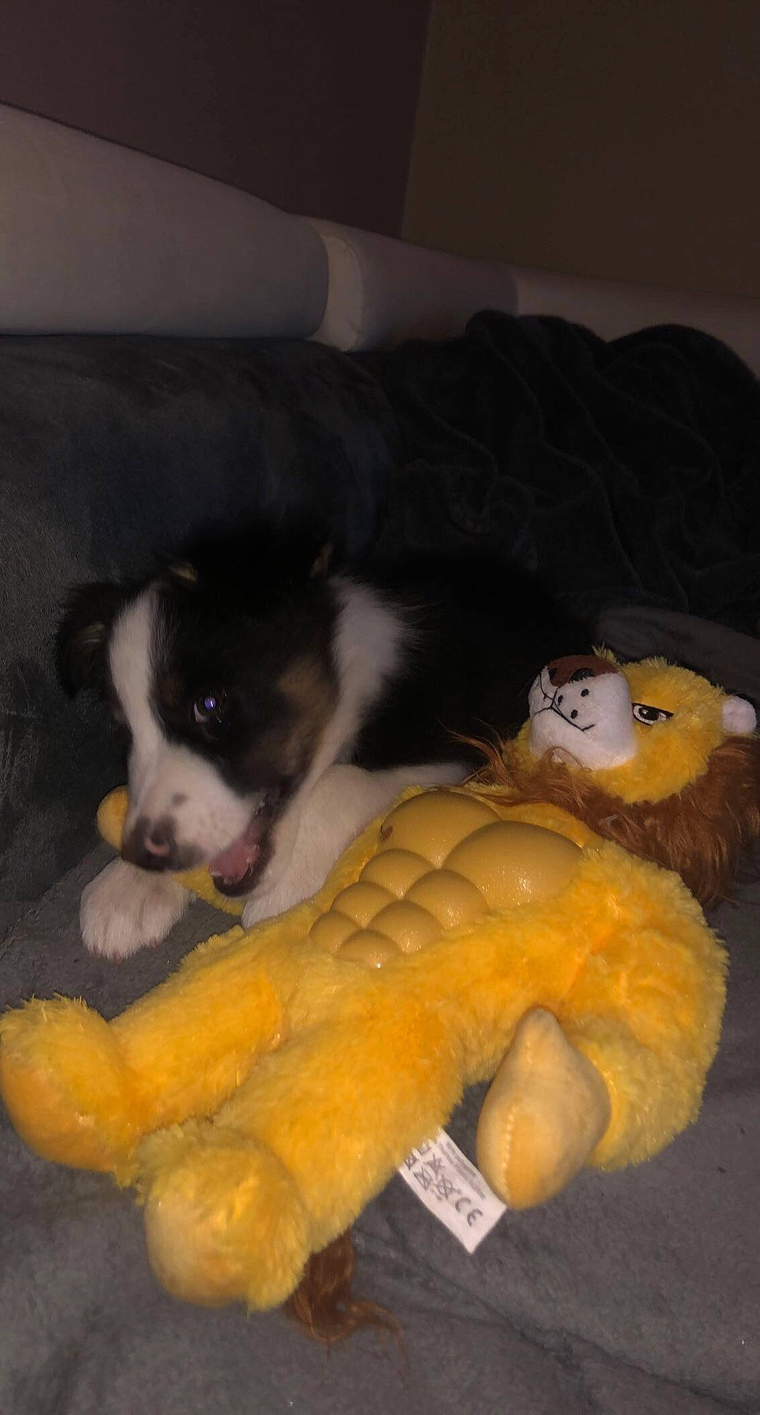 Simba a rejoint le concours — aidez-le/la à gagner de superbes lots ! canidae, carnivore, comfort, companion_dog, couch, dog, dog_breed, fawn, felidae, fur, paw, snout, sporting_group, stuffed_toy, tail, terrestrial_animal, toy, toy_dog, whiskers, working_animal
