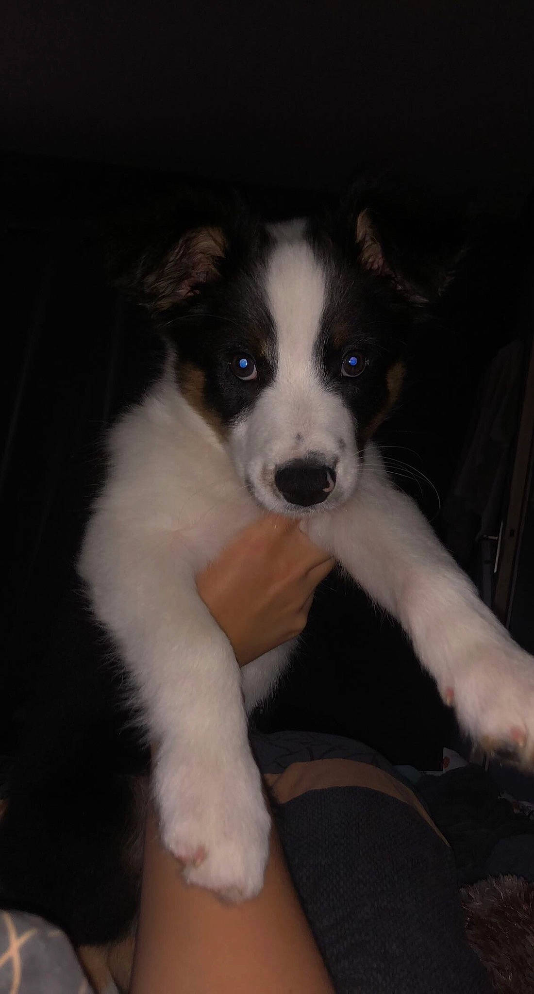 Simba participe au concours pour gagner de l'argent avec cette photo : border_collie, canidae, carnivore, companion_dog, dog, dog_breed, fur, herding_dog, snout, sporting_group, whiskers, working_animal, working_dog