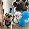 dog, birthday, birthday_hat, bandana, birthday_boy, balloons, paw_print, paw_shaped_balloon, blue, brown, pet, small_dog, shih_tzu, portrait, indoors, celebration, party, floor, curtain, cute