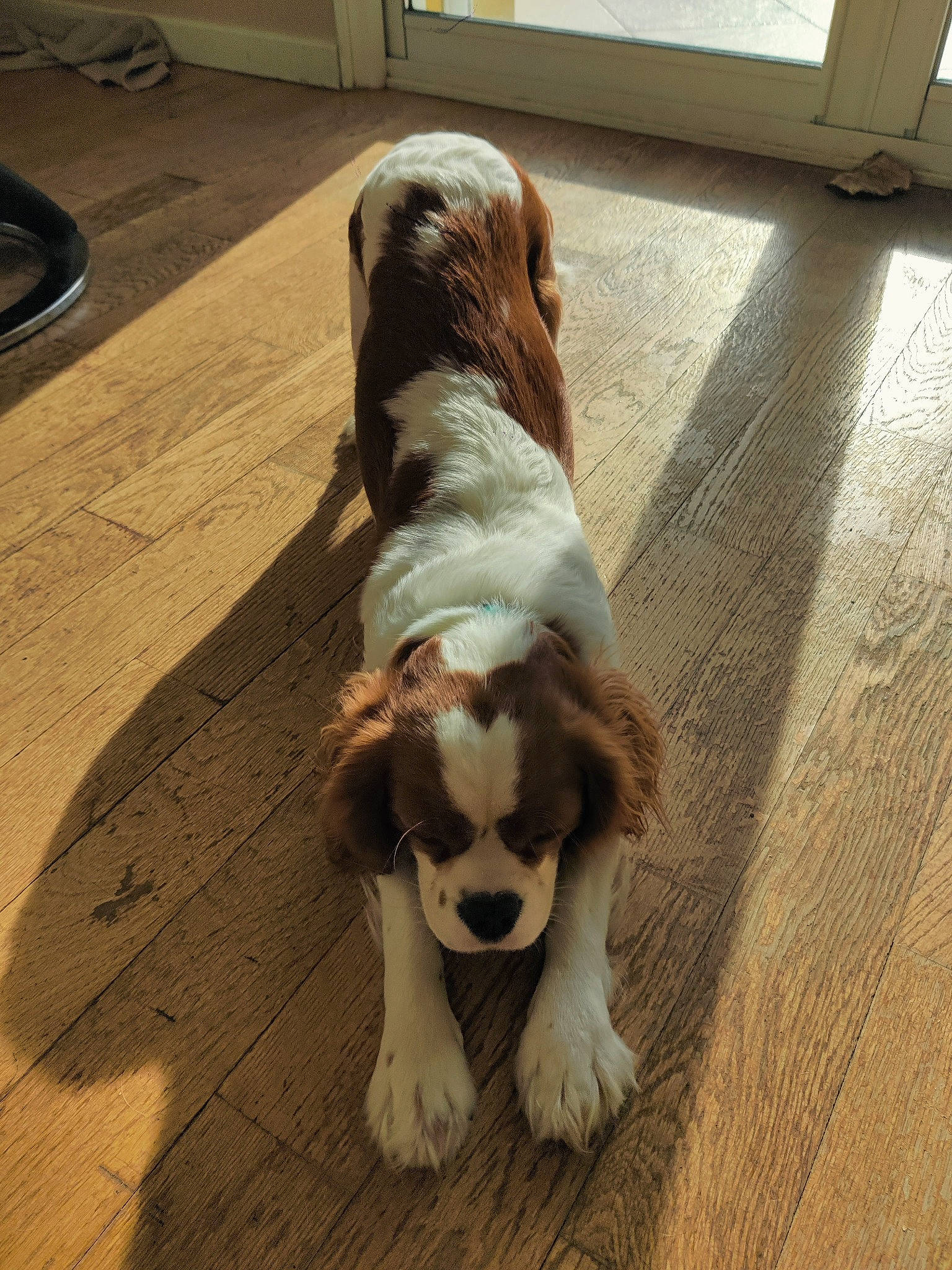 Mystic a rejoint le concours — aidez-le/la à gagner de superbes lots ! canidae, carnivore, companion_dog, dog, dog_breed, fawn, floor, flooring, fur, hardwood, laminate_flooring, liver, scent_hound, snout, sporting_group, tail, toy, toy_dog, wood, wood_flooring